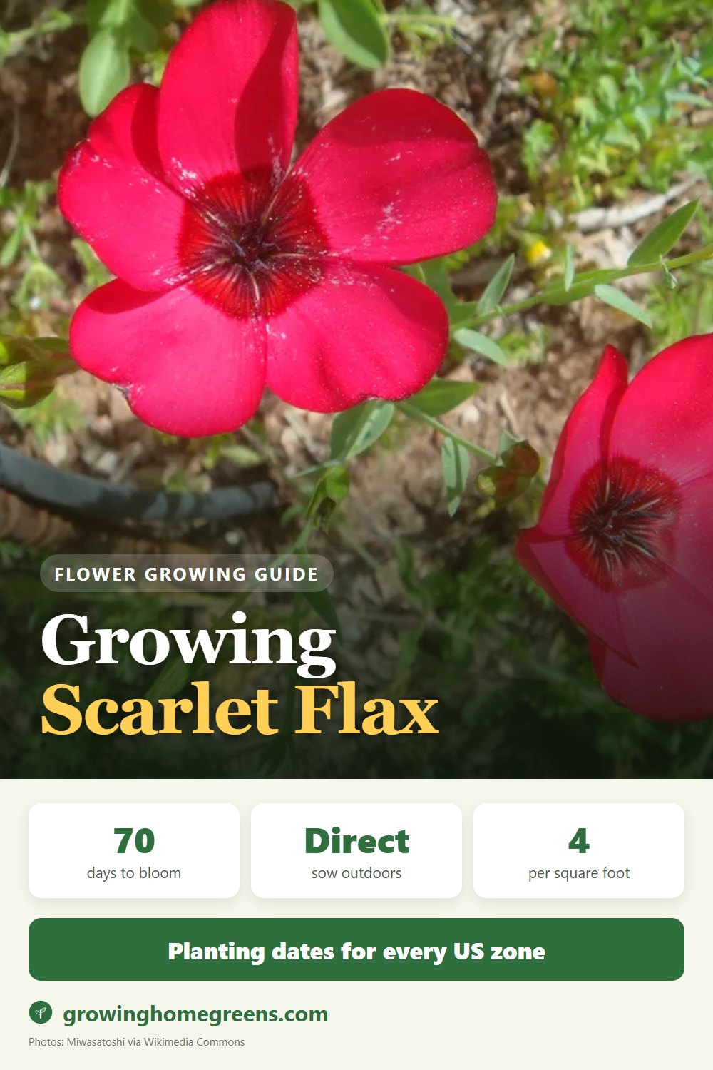 Scarlet Flax: growing guide