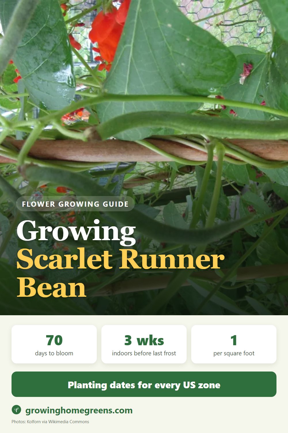 Scarlet Runner Bean: growing guide