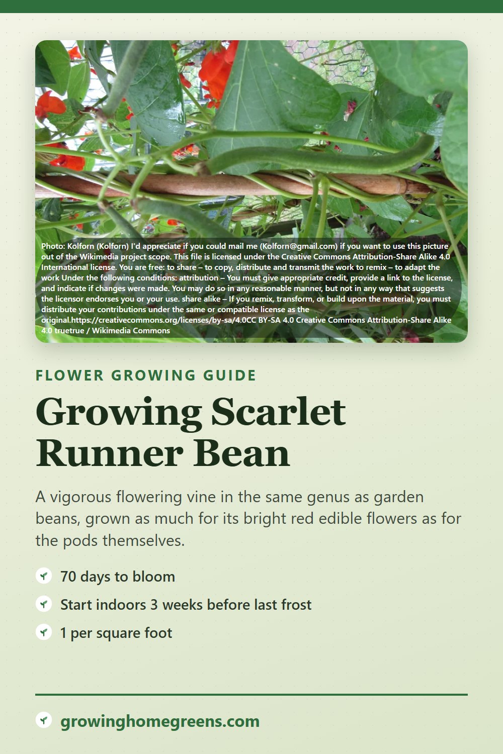 Scarlet Runner Bean: growing guide