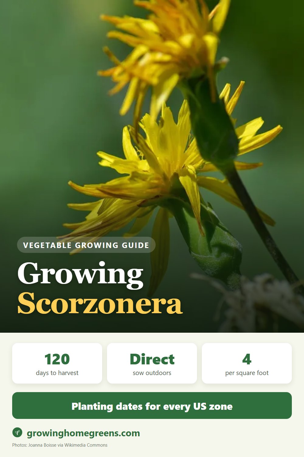 Scorzonera (Black Salsify): growing guide