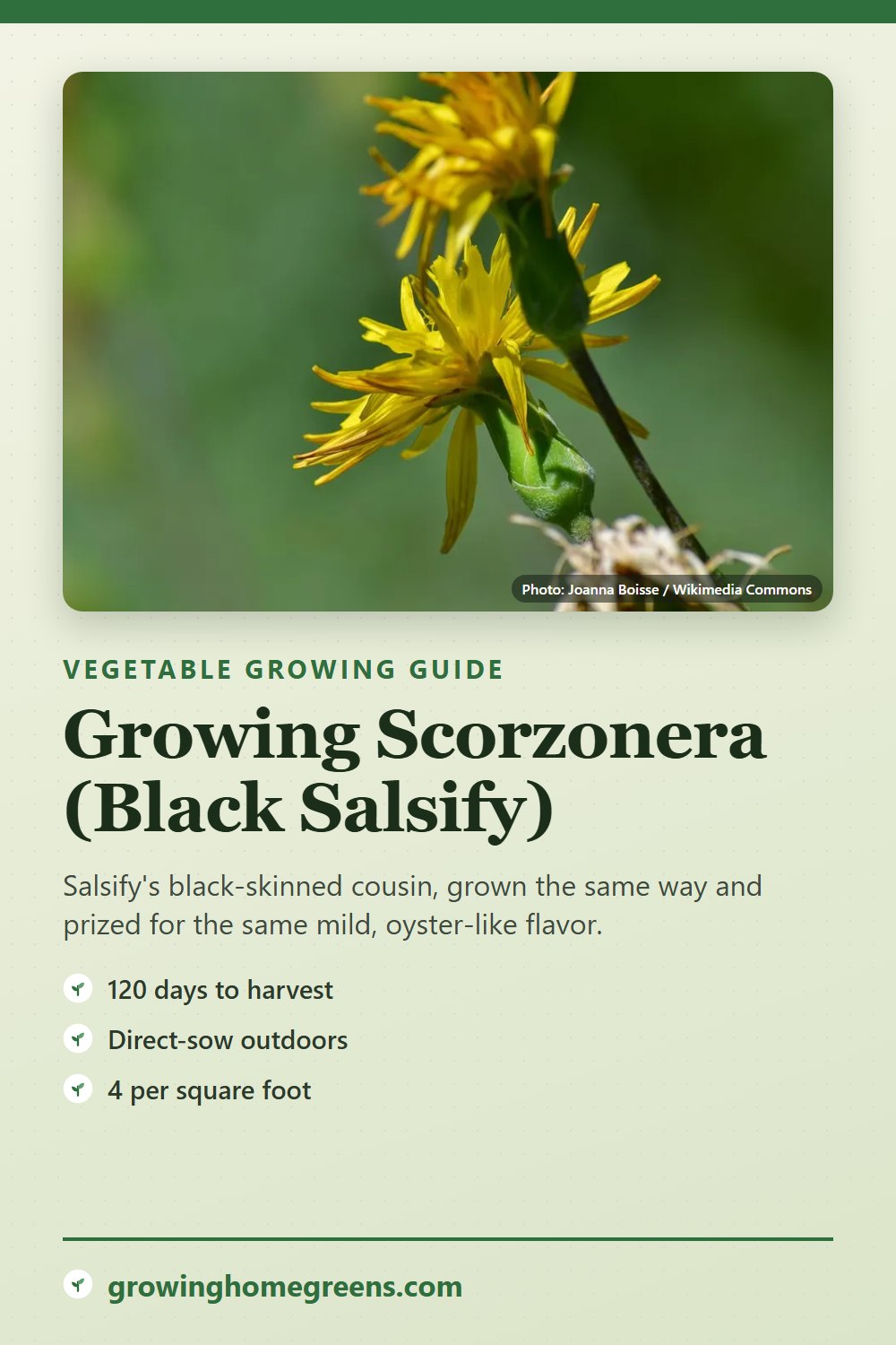Scorzonera (Black Salsify): growing guide