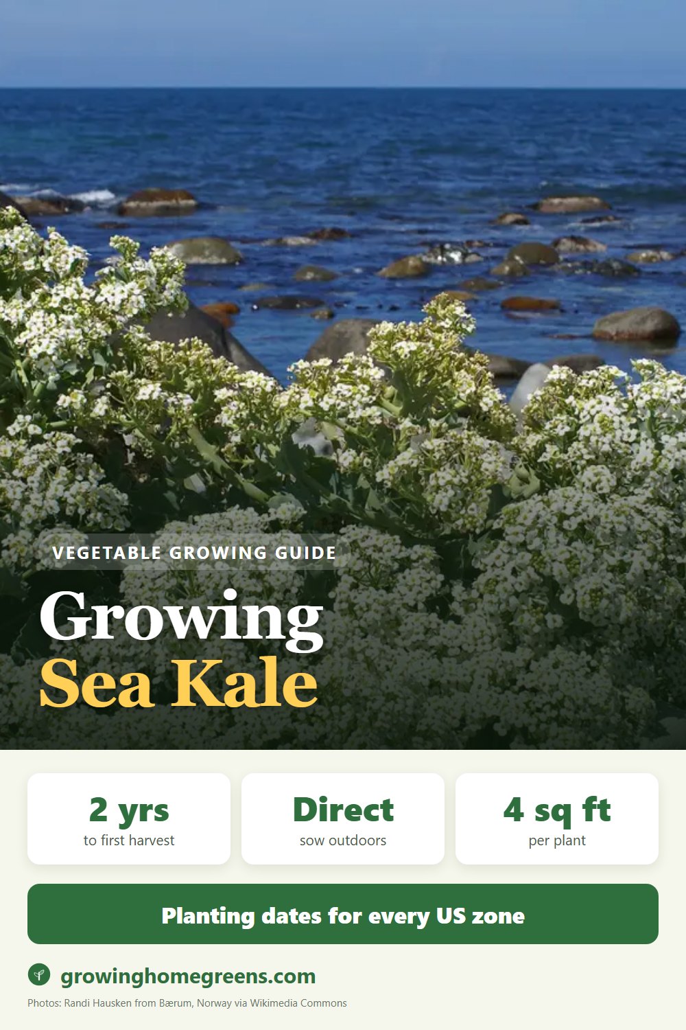 Sea Kale: growing guide