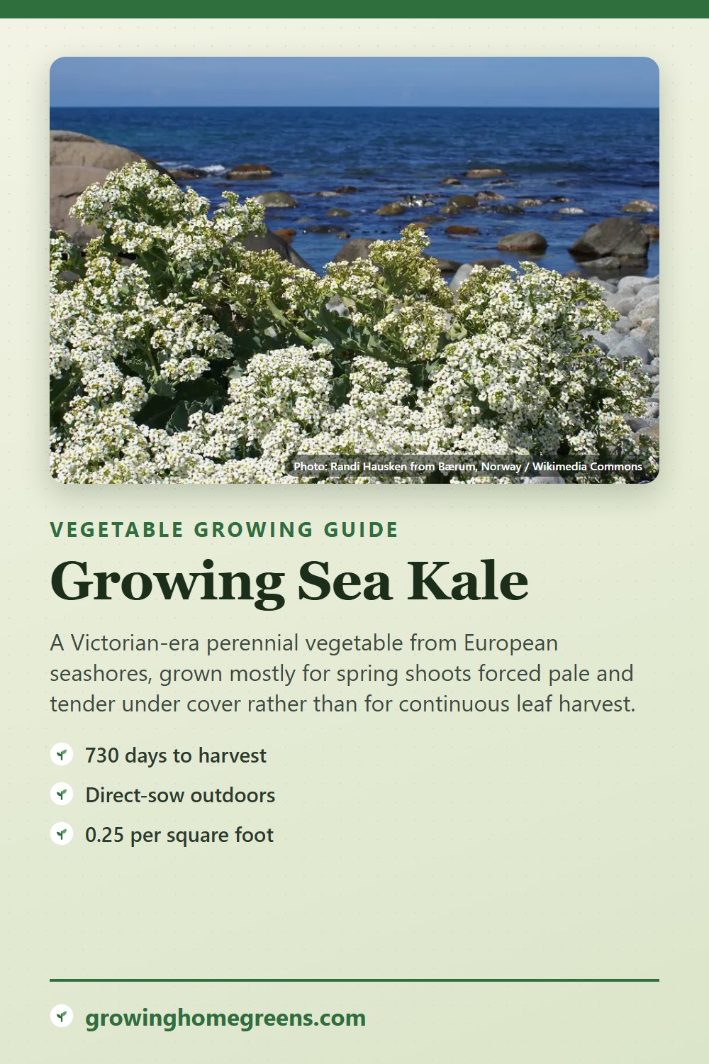 Sea Kale: growing guide