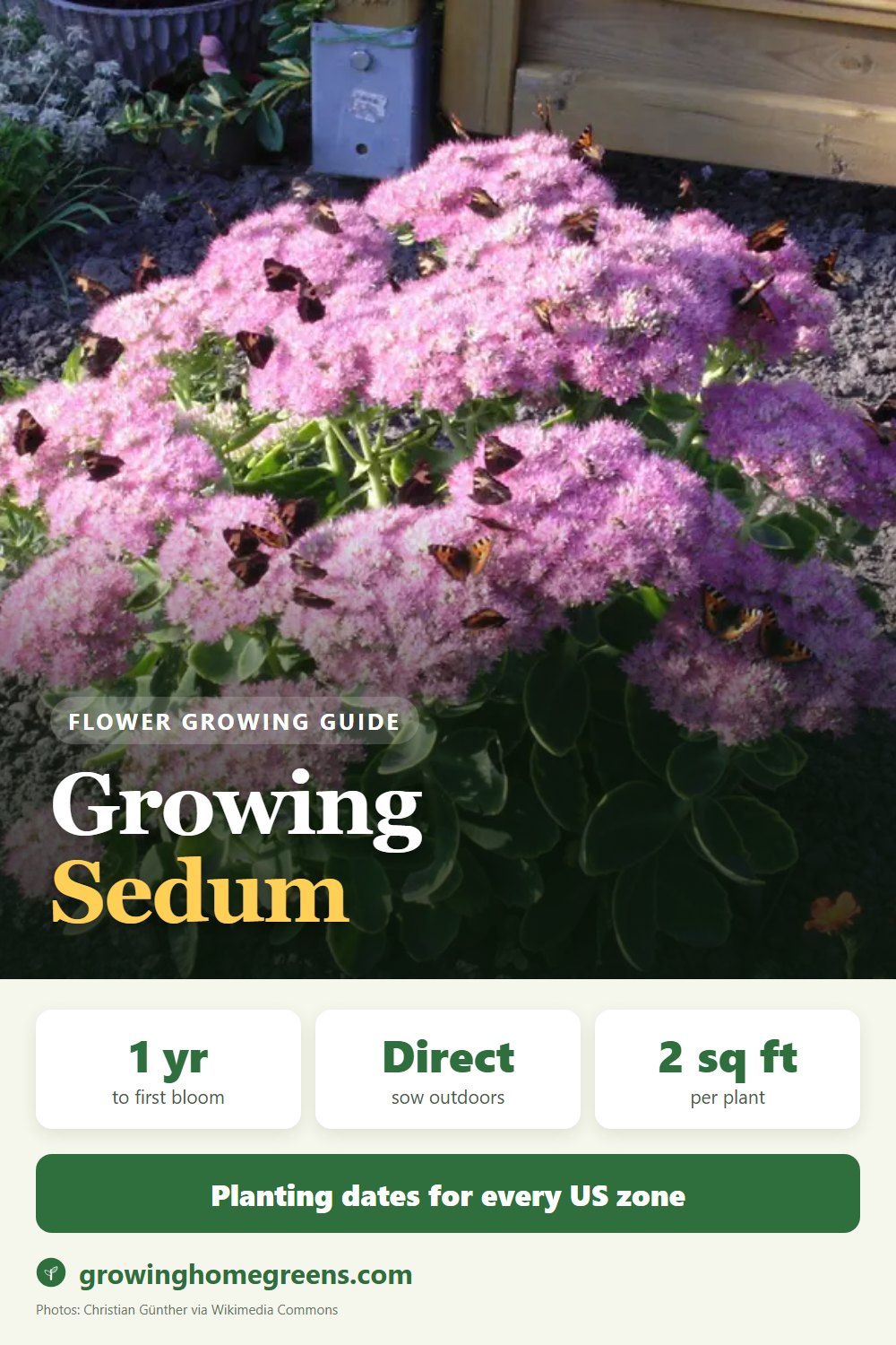 Sedum (Showy Stonecrop): growing guide