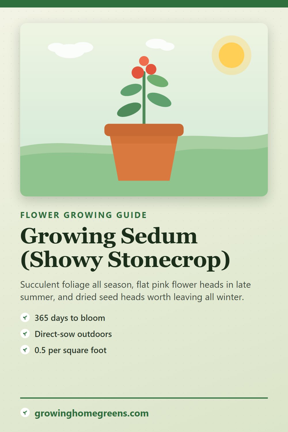 Sedum (Showy Stonecrop): growing guide