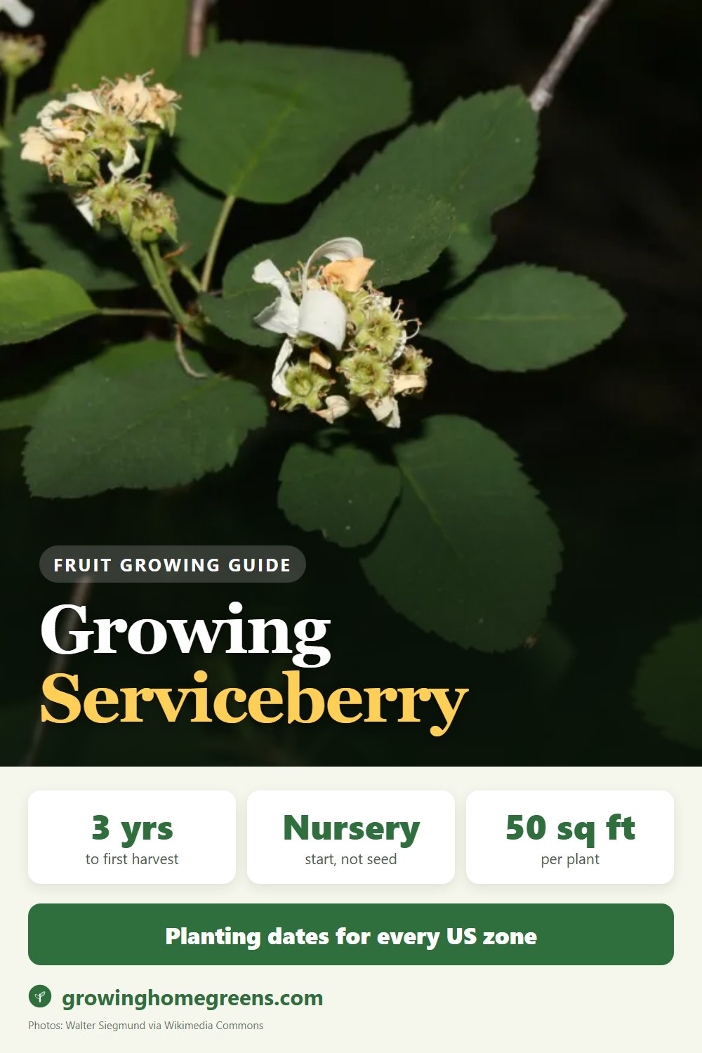 Serviceberry (Juneberry): growing guide