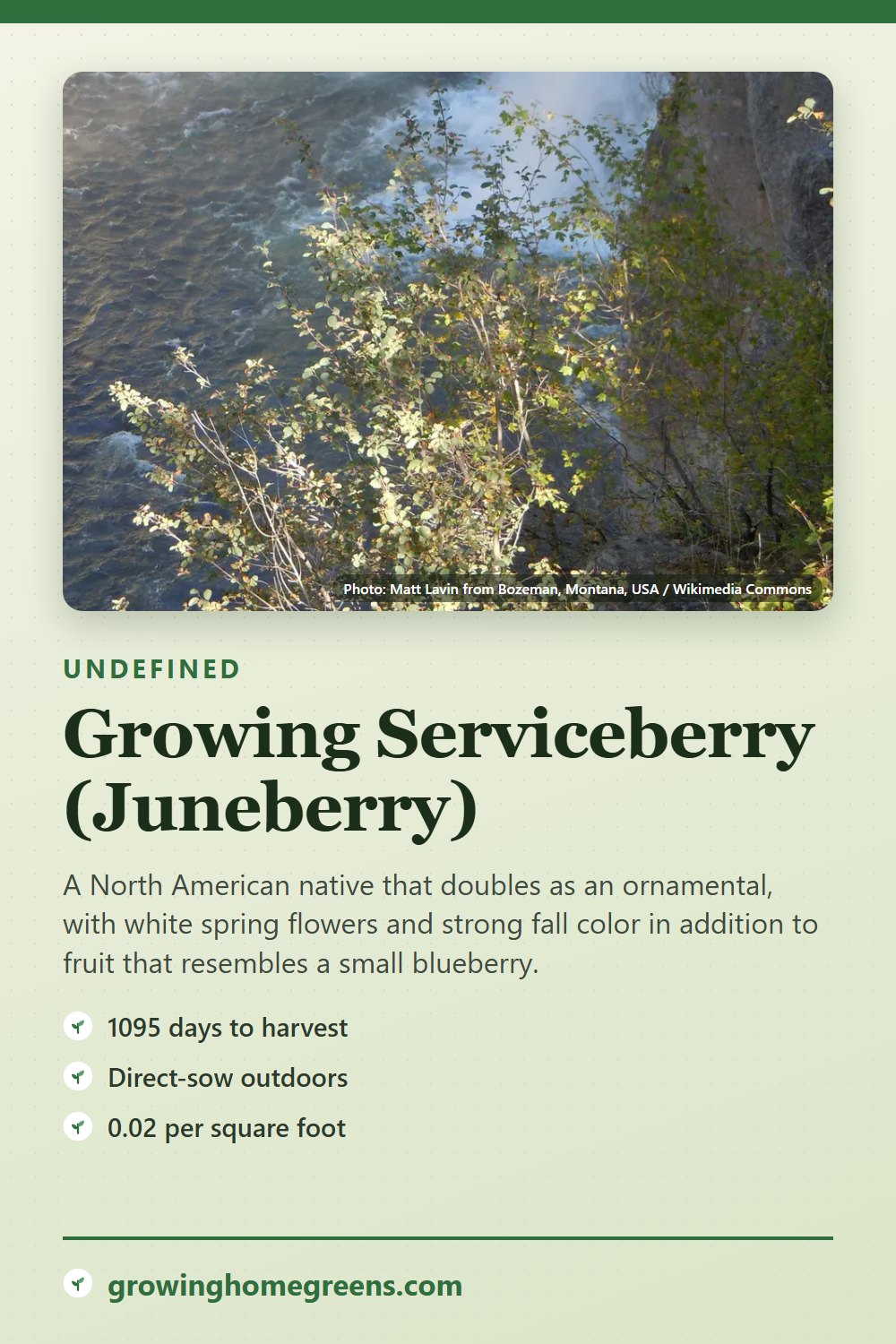 Serviceberry (Juneberry): growing guide
