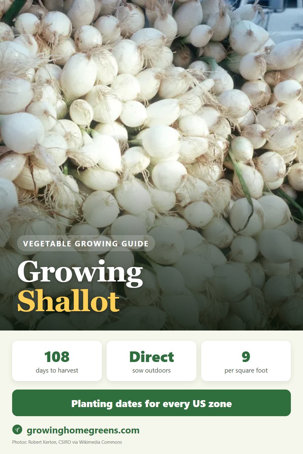 Shallot: growing guide