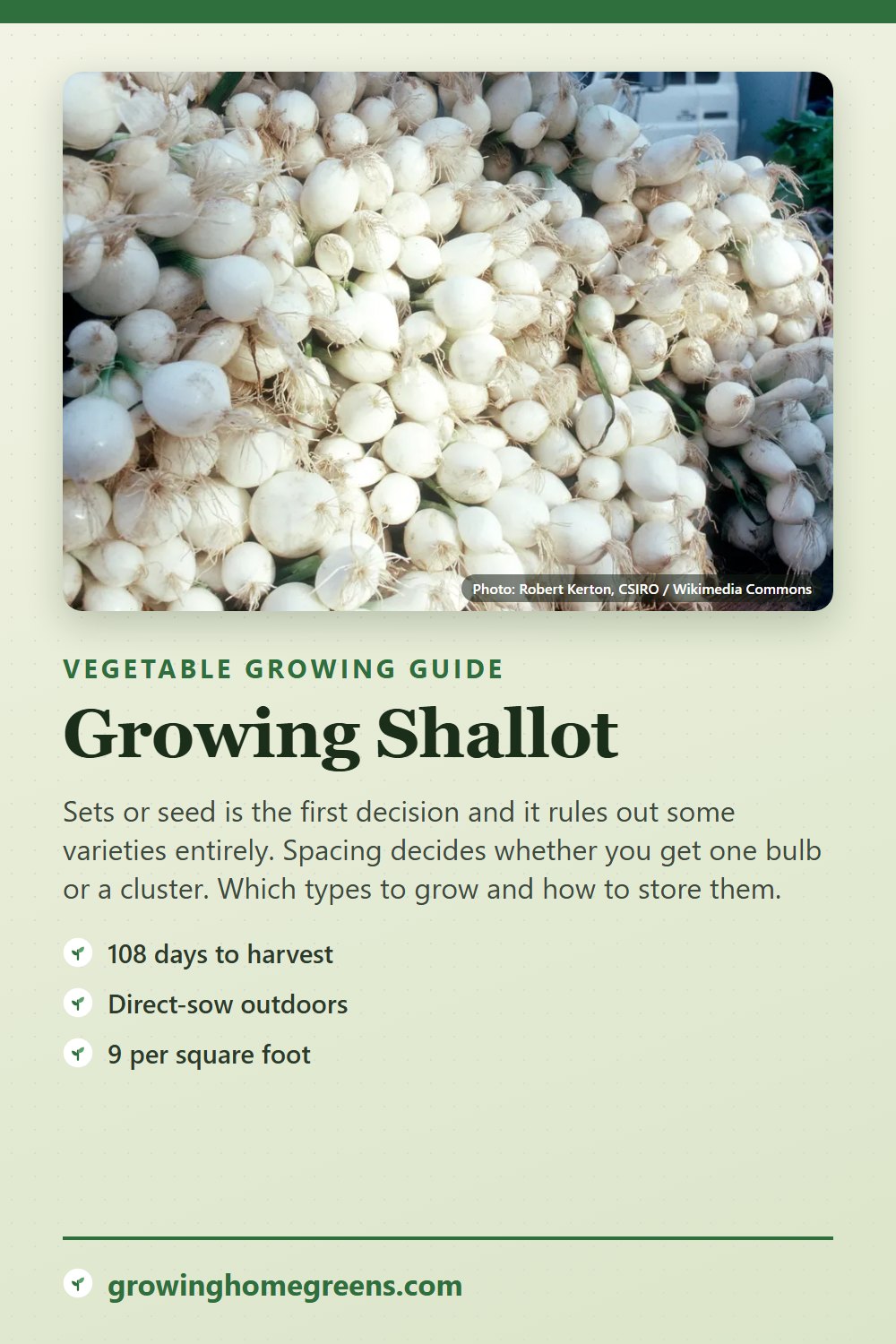 Shallot: growing guide