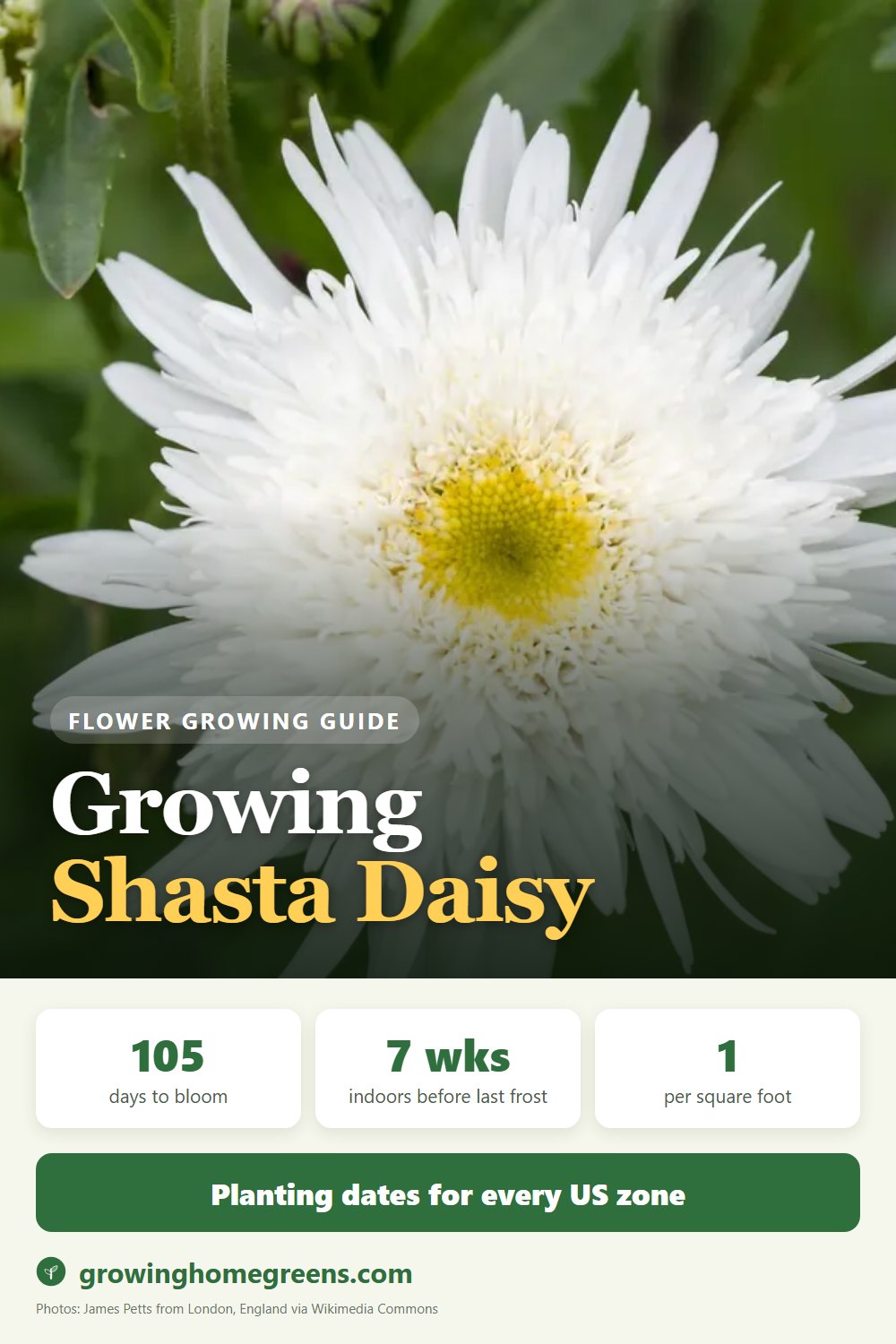 Growing Shasta Daisy in USDA zone 9b