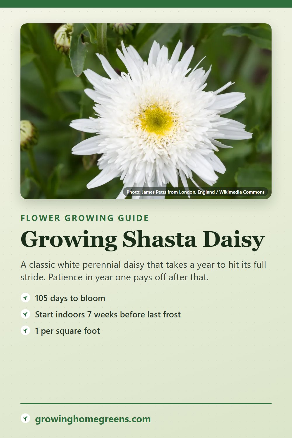 Shasta Daisy: growing guide