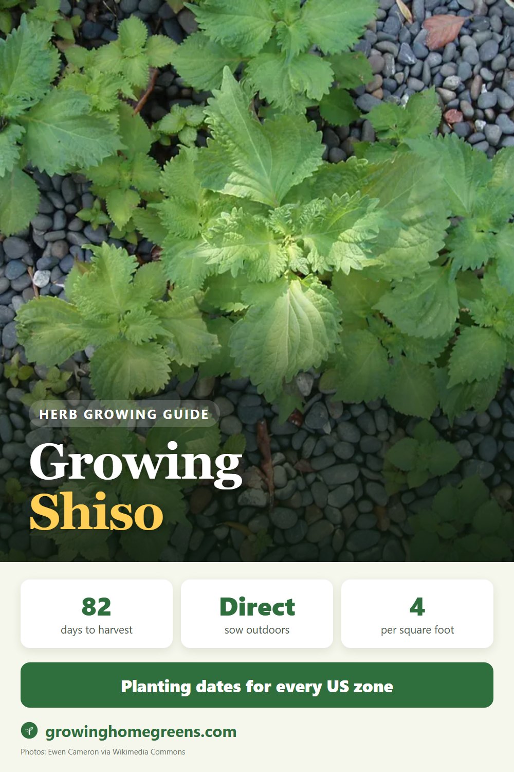 Shiso (Perilla): growing guide
