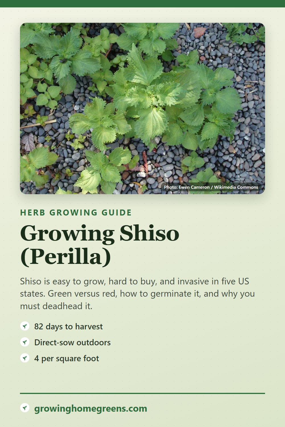 Shiso (Perilla): growing guide