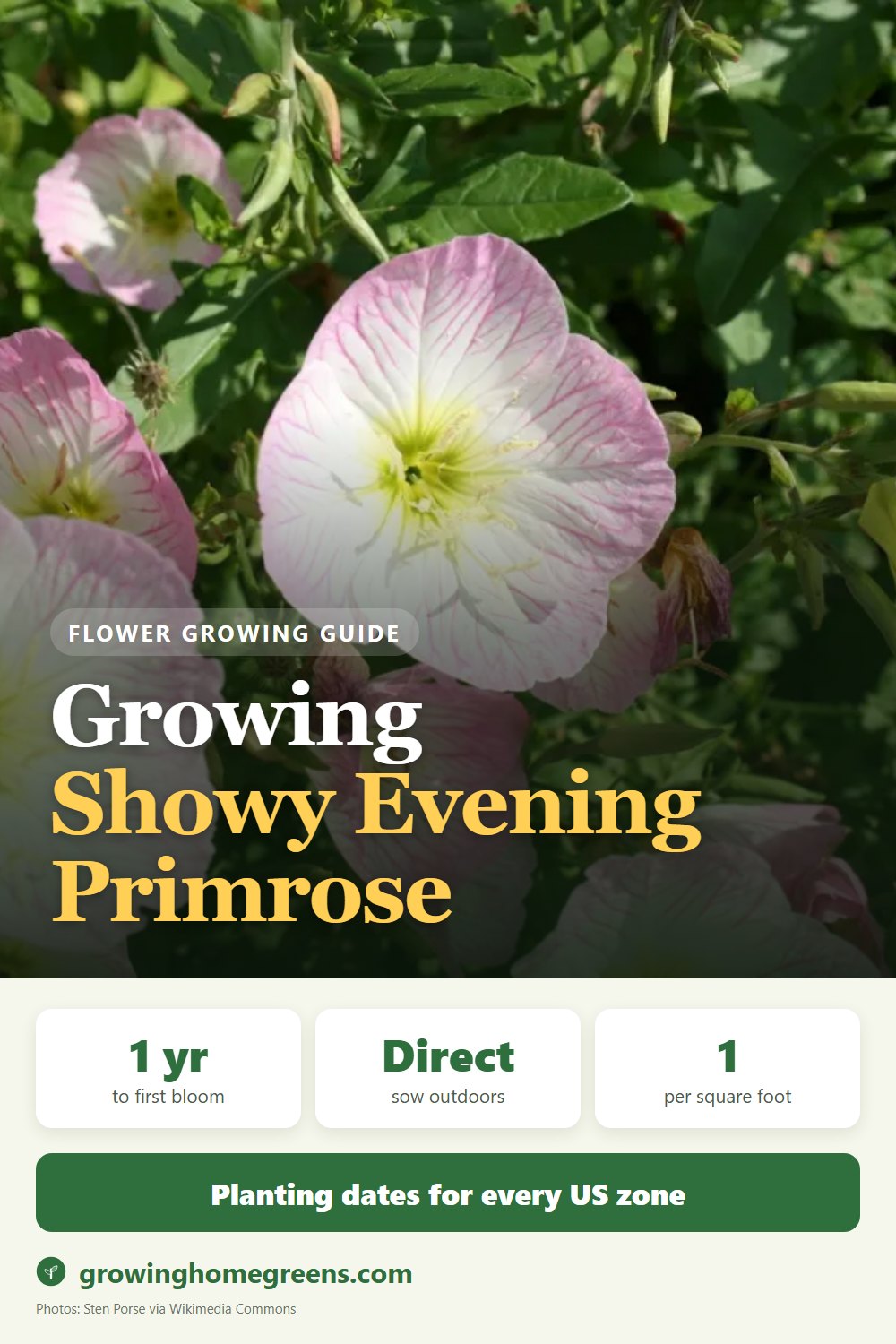 Showy Evening Primrose: growing guide