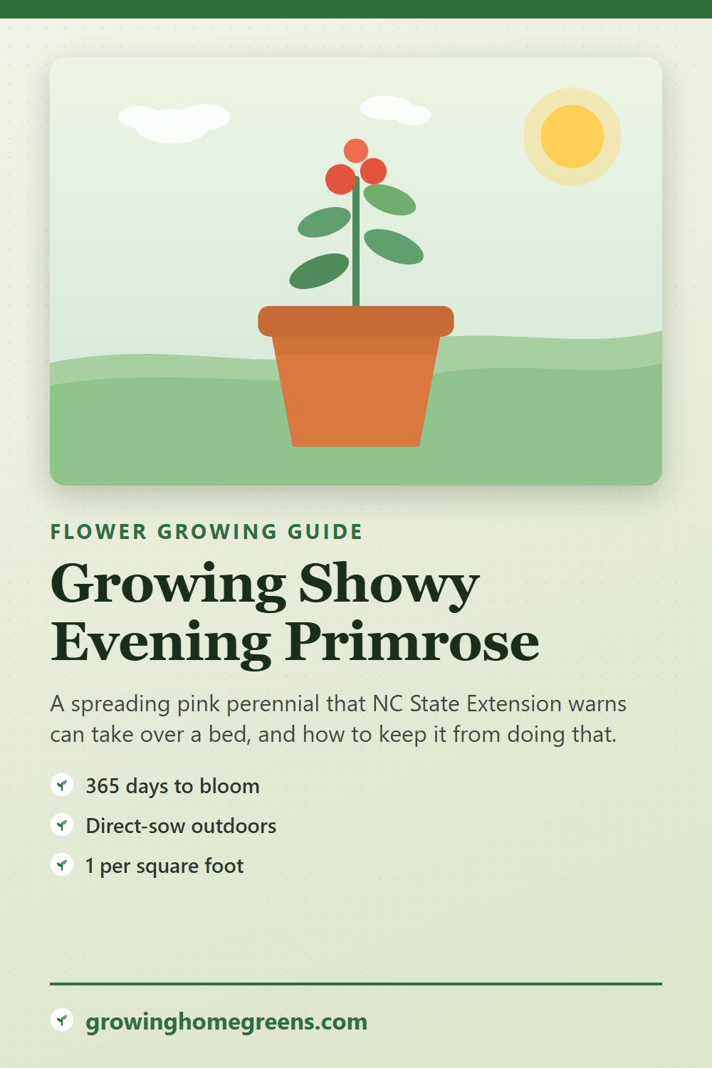 Showy Evening Primrose: growing guide