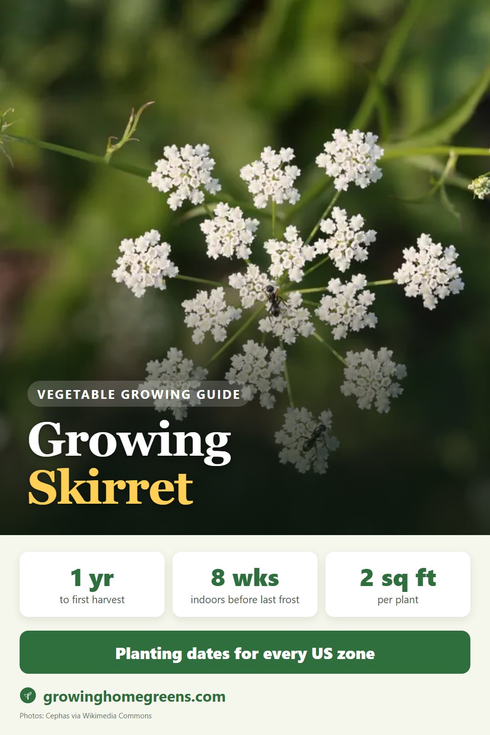 Skirret: growing guide