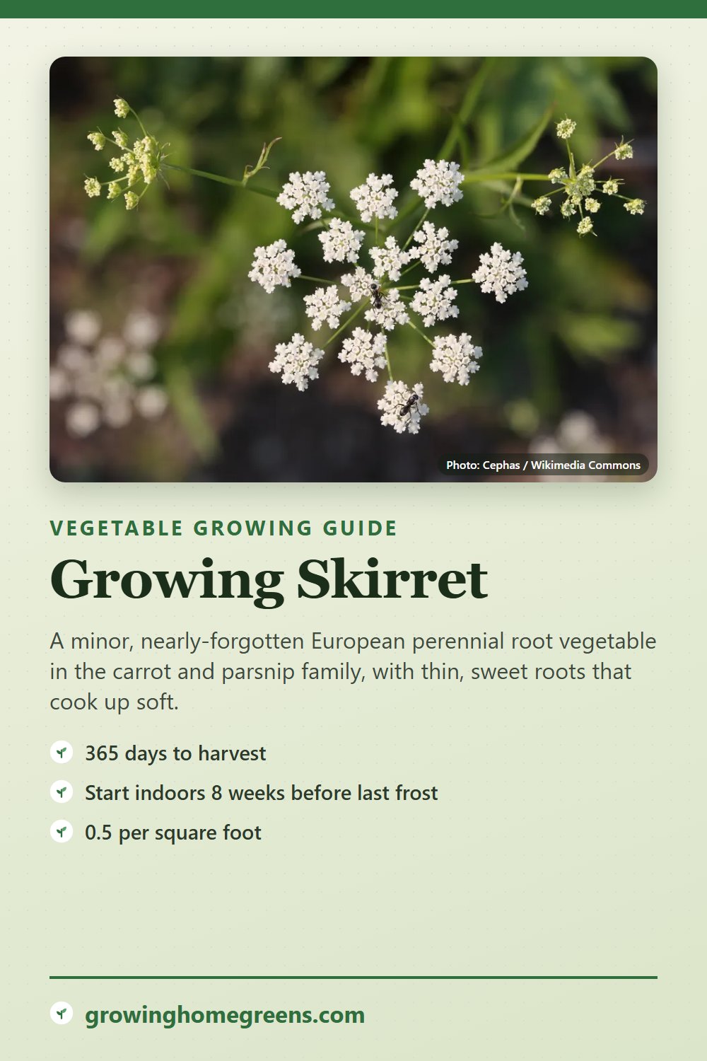 Skirret: growing guide