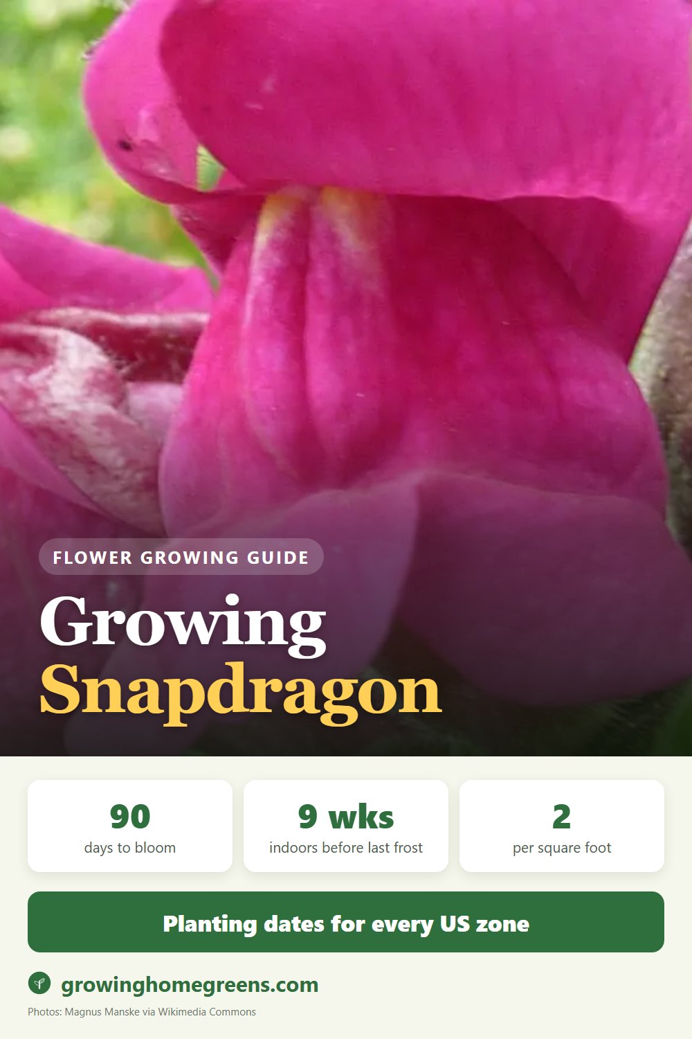 Snapdragon: growing guide