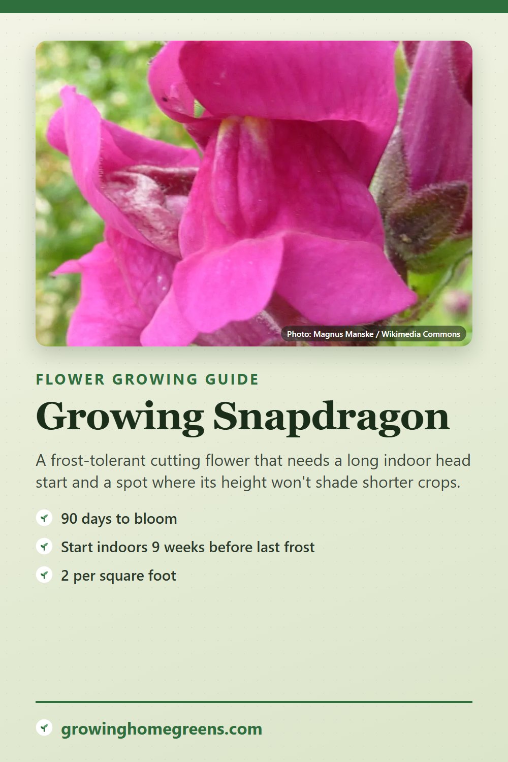 Snapdragon: growing guide