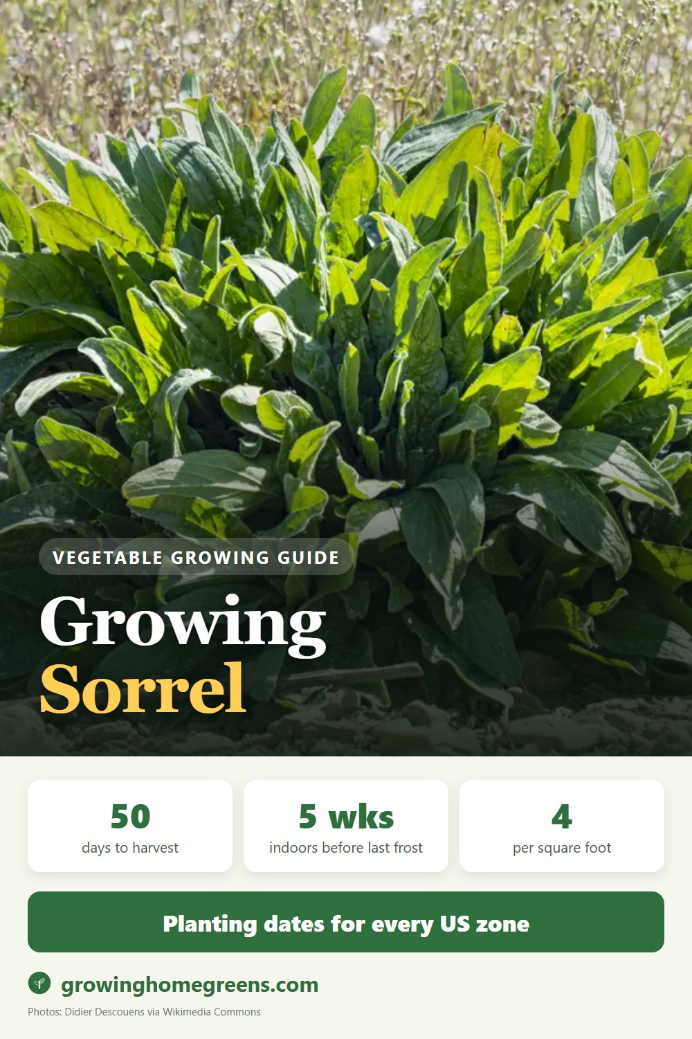 Sorrel: growing guide