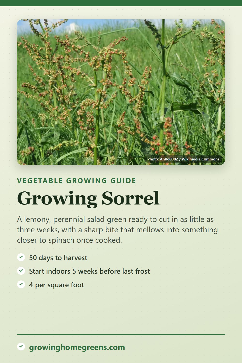 Sorrel: growing guide