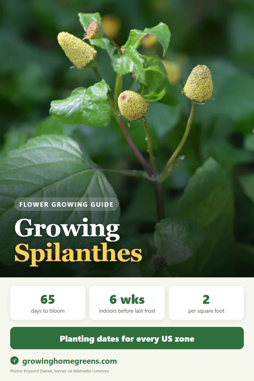 Spilanthes (Toothache Plant): growing guide