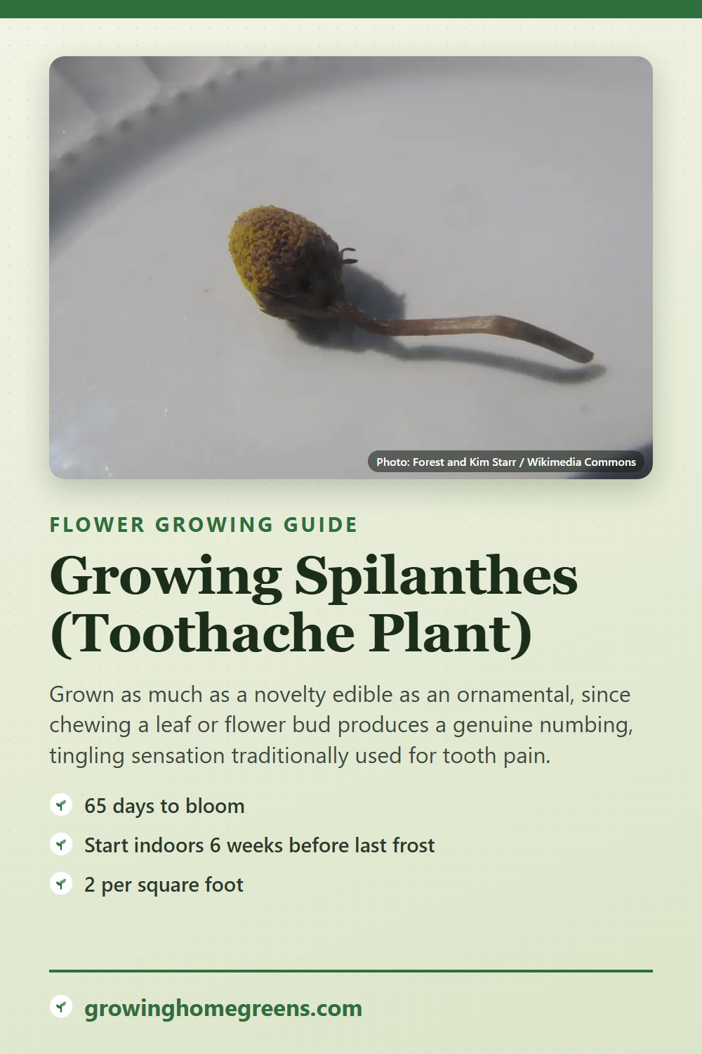 Spilanthes (Toothache Plant): growing guide