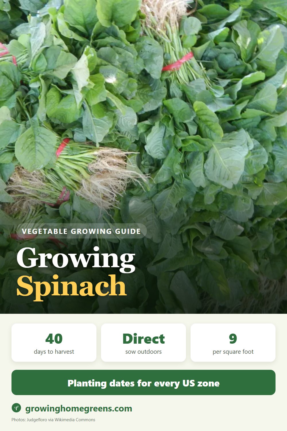 Spinach: growing guide