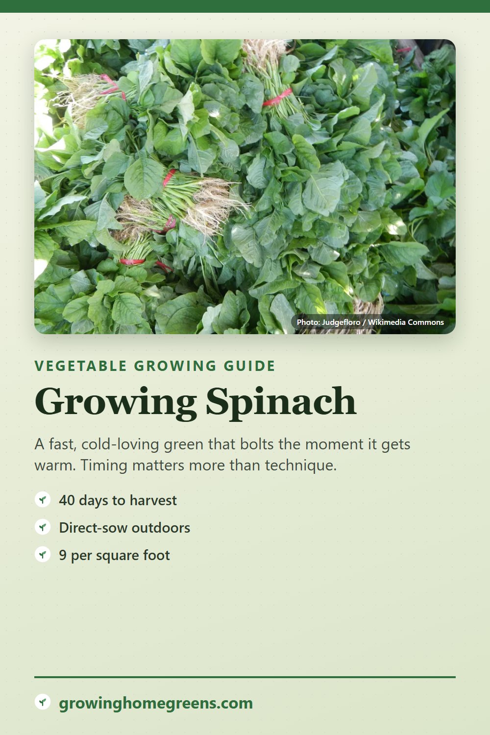 Spinach: growing guide