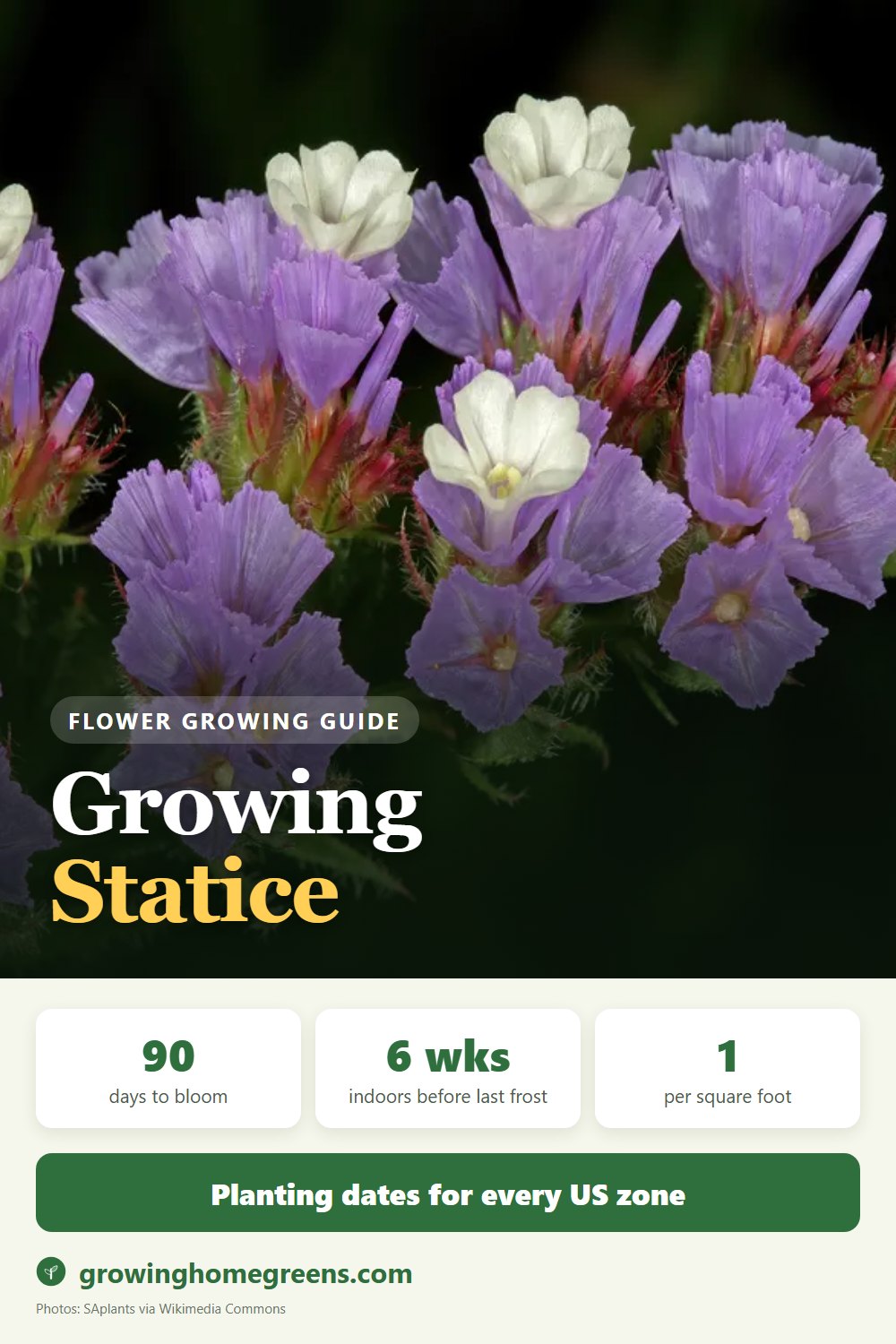Statice: growing guide
