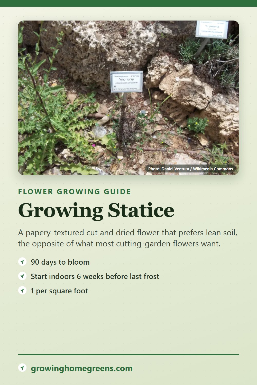 Statice: growing guide
