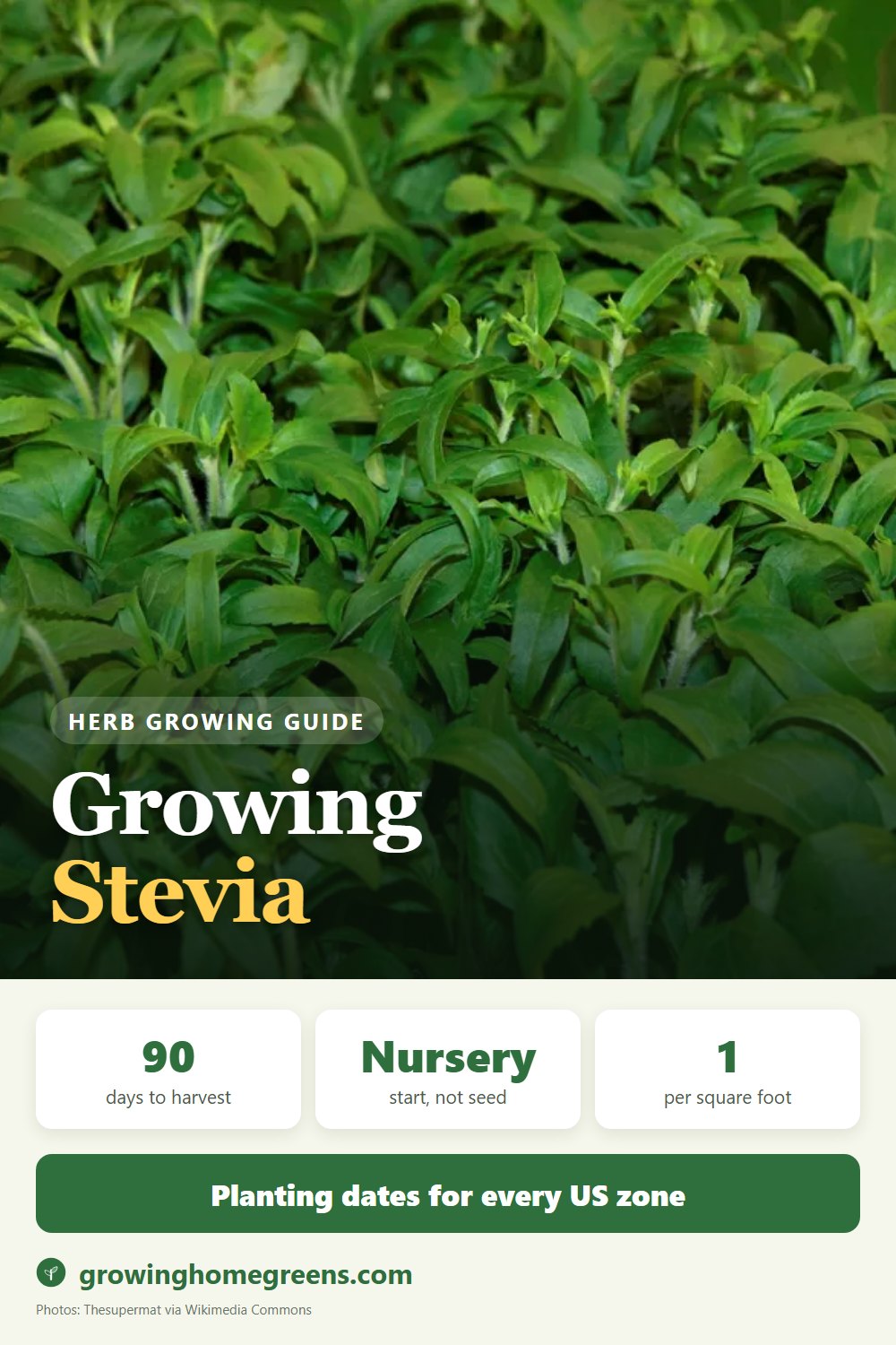 Growing Stevia in USDA zone 10b