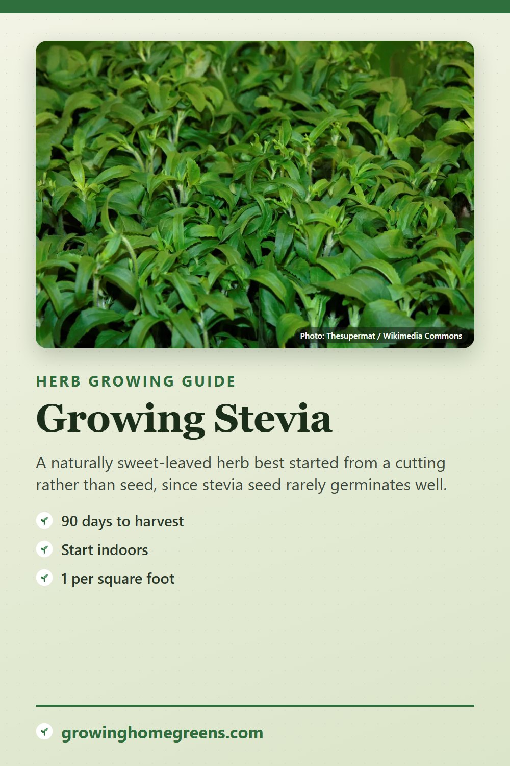 Stevia: growing guide