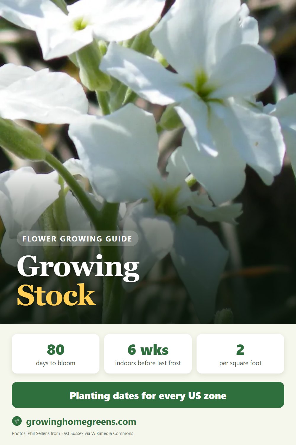 Stock: growing guide