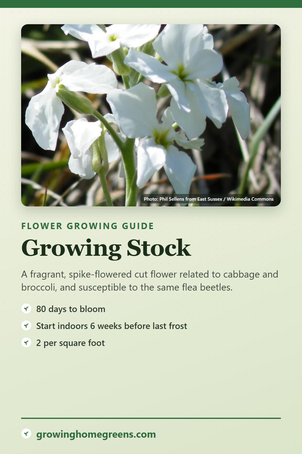 Stock: growing guide