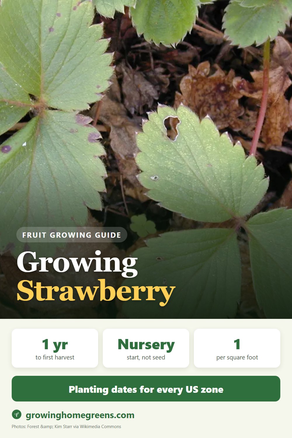 Strawberry: growing guide