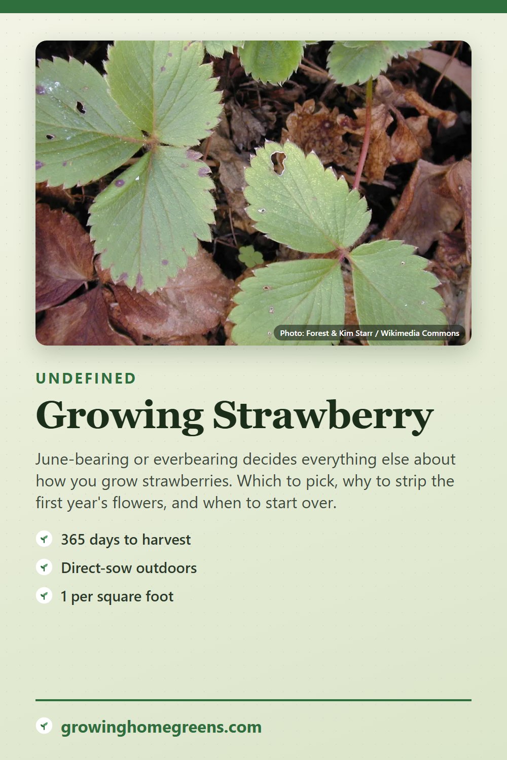 Strawberry: growing guide