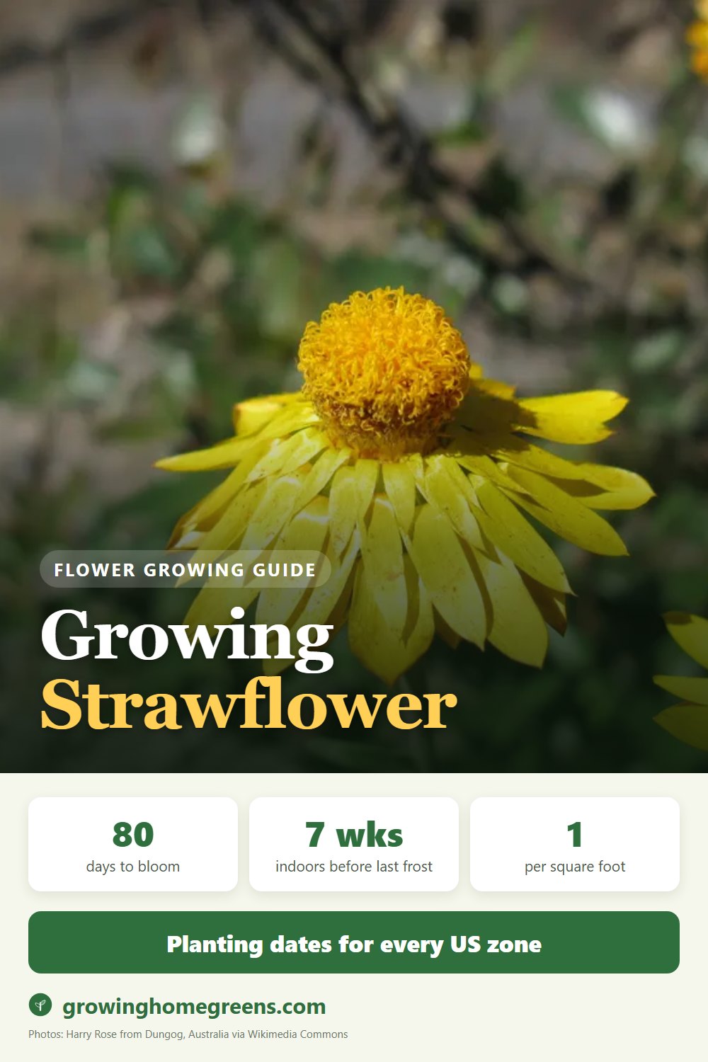 Growing Strawflower in USDA zone 10b