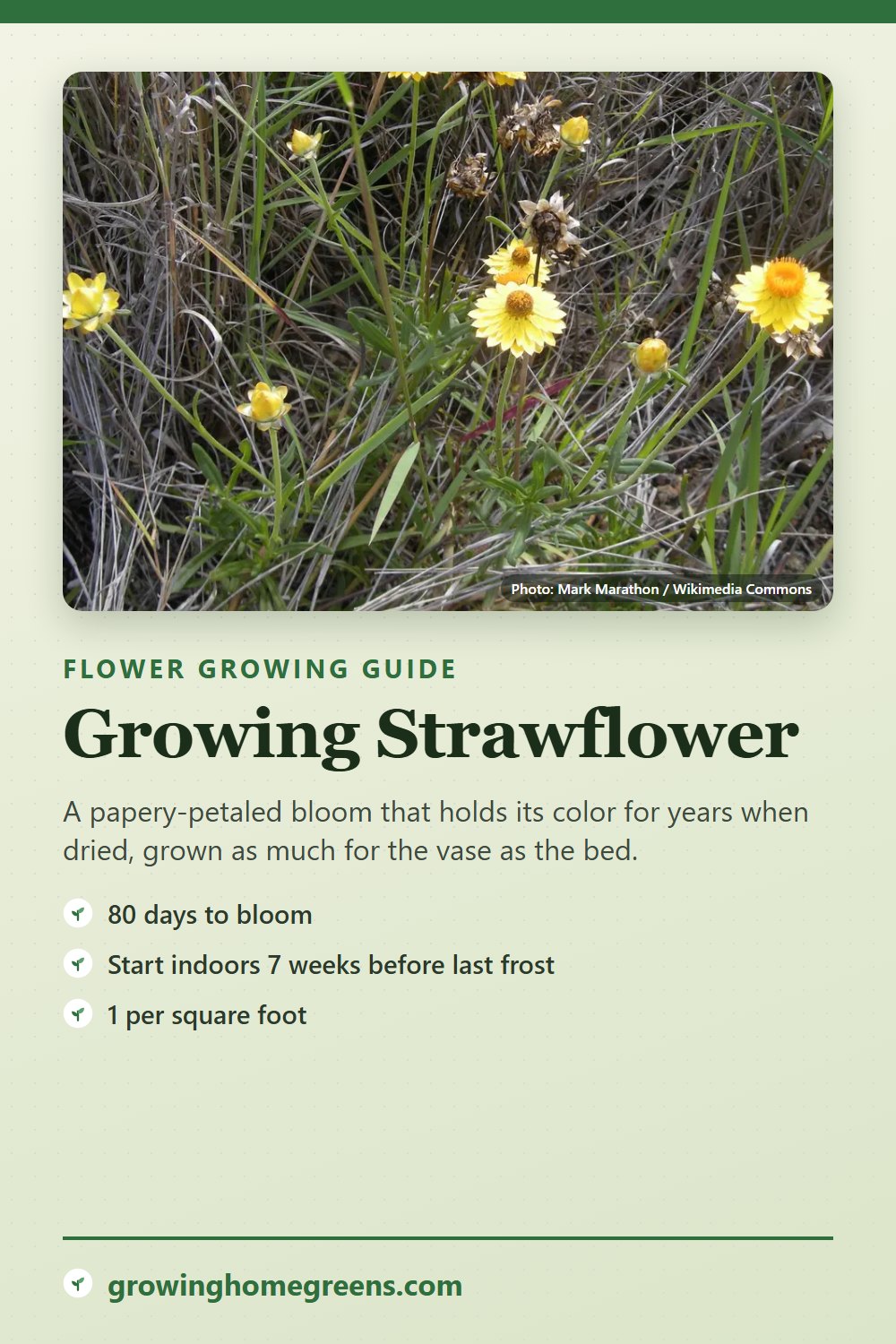 Strawflower: growing guide