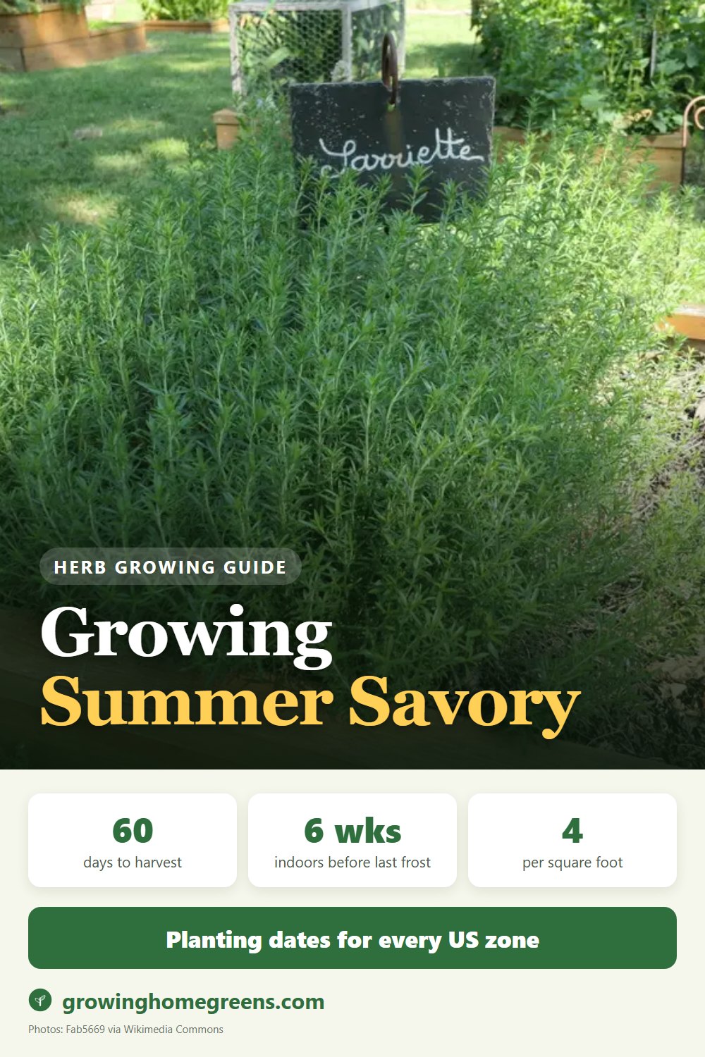 Summer Savory: growing guide