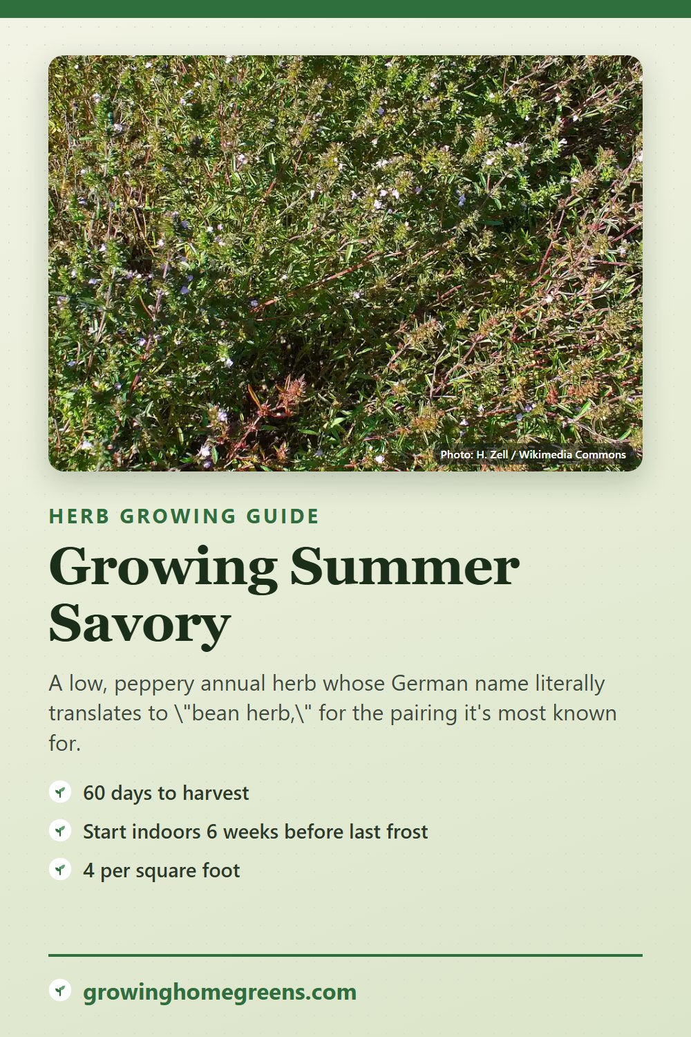 Summer Savory: growing guide