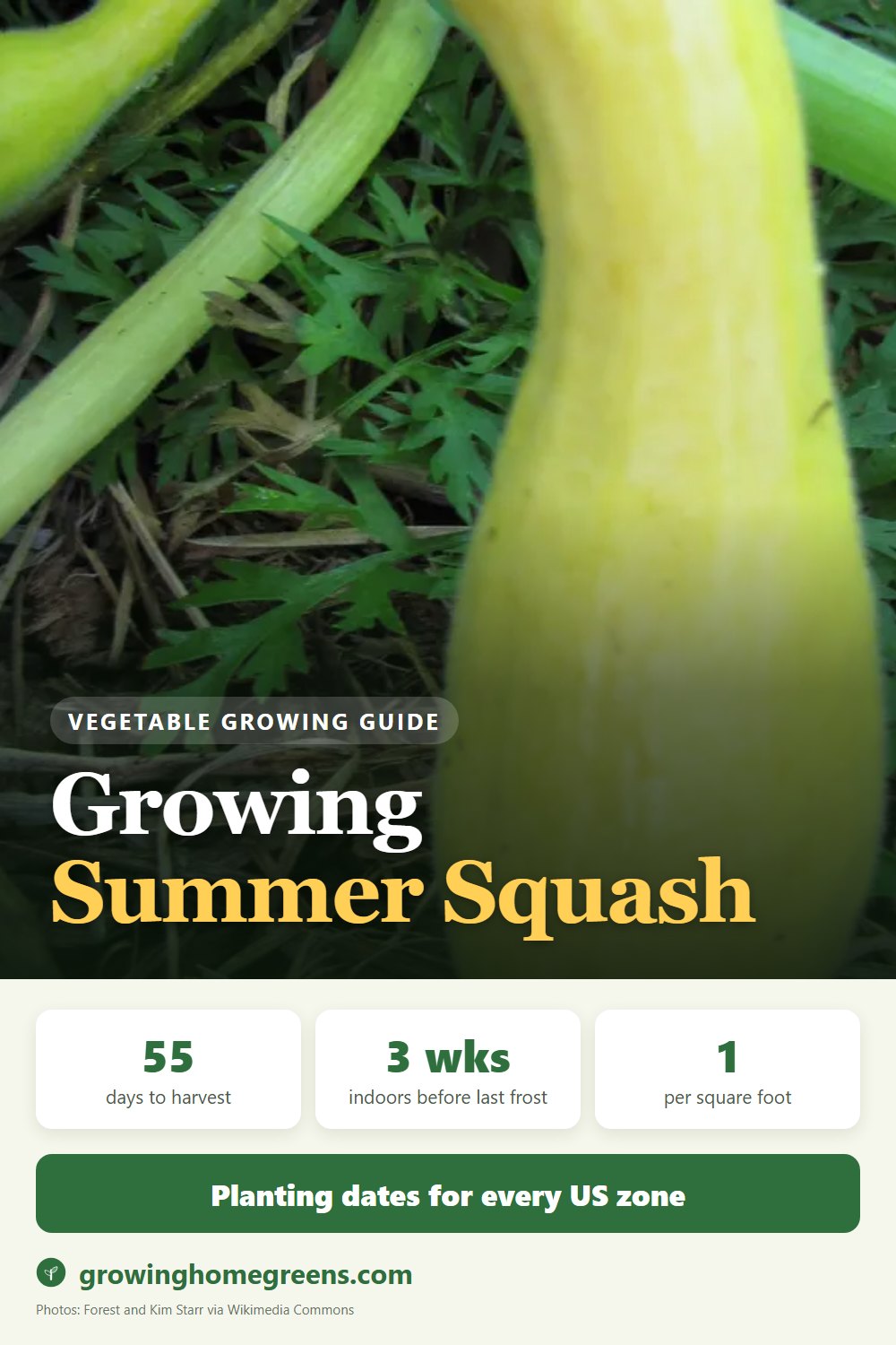 Growing Summer Squash (Yellow) in USDA zone 11b