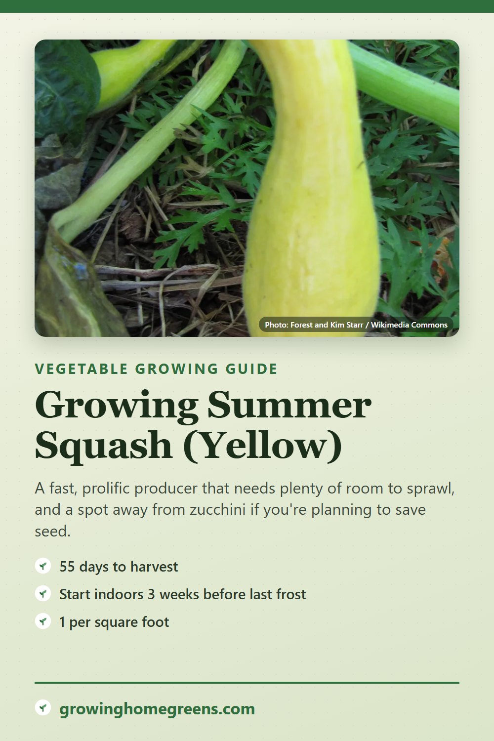 Summer Squash (Yellow): growing guide