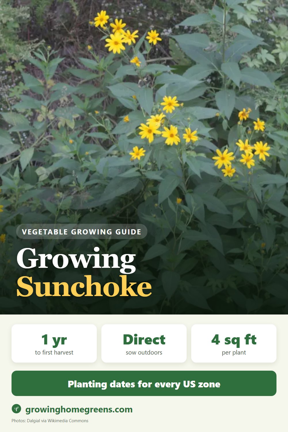 Sunchoke (Jerusalem Artichoke): growing guide