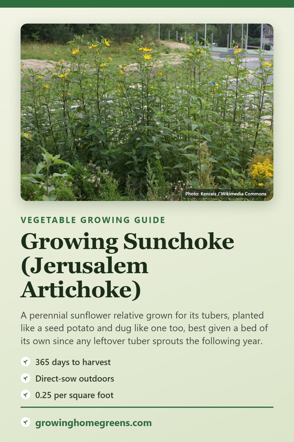 Sunchoke (Jerusalem Artichoke): growing guide