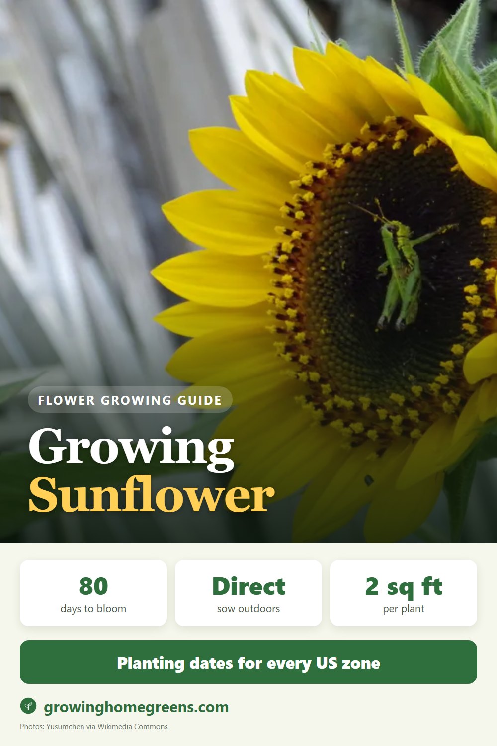 Sunflower: growing guide