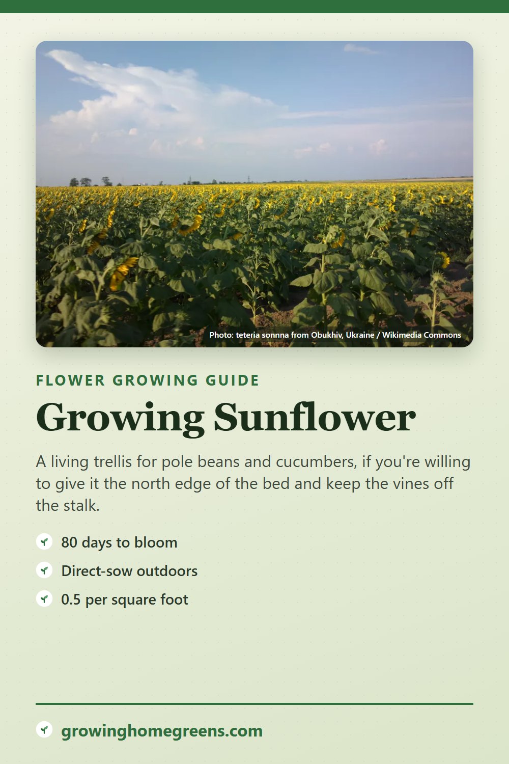 Sunflower: growing guide