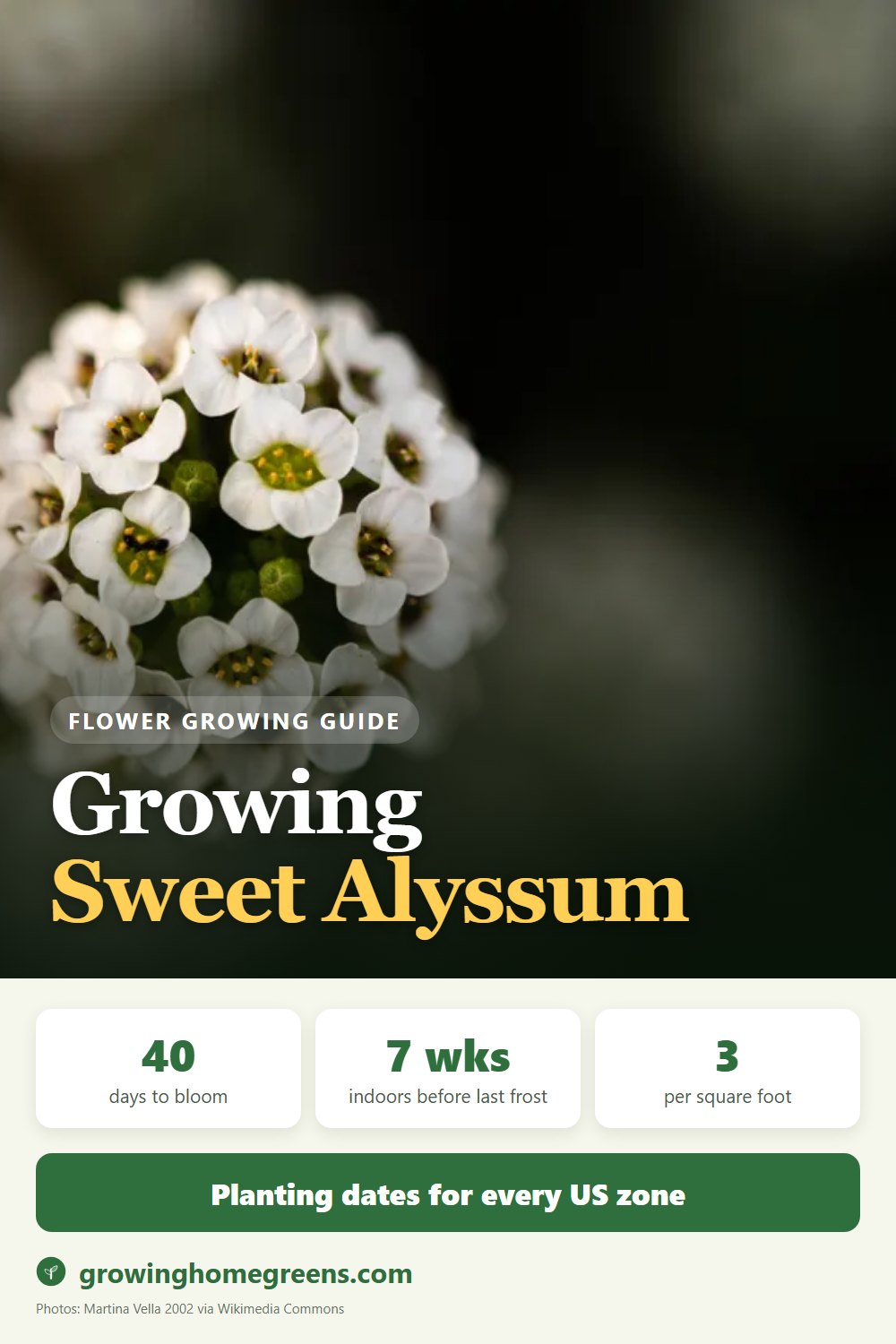 Sweet Alyssum: growing guide