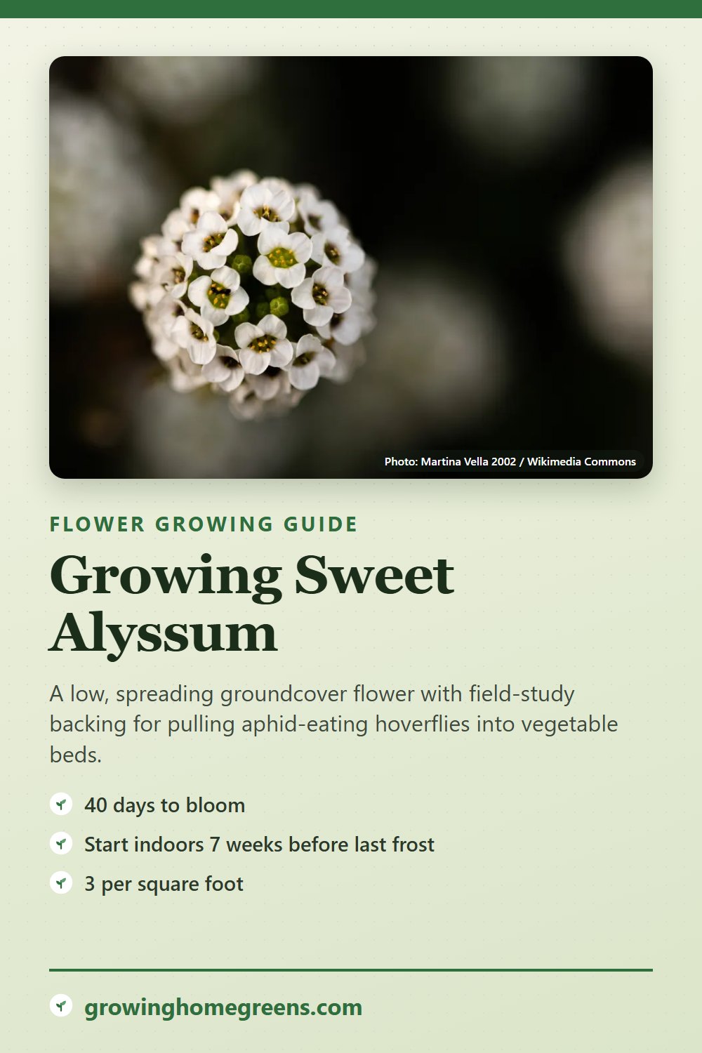 Sweet Alyssum: growing guide