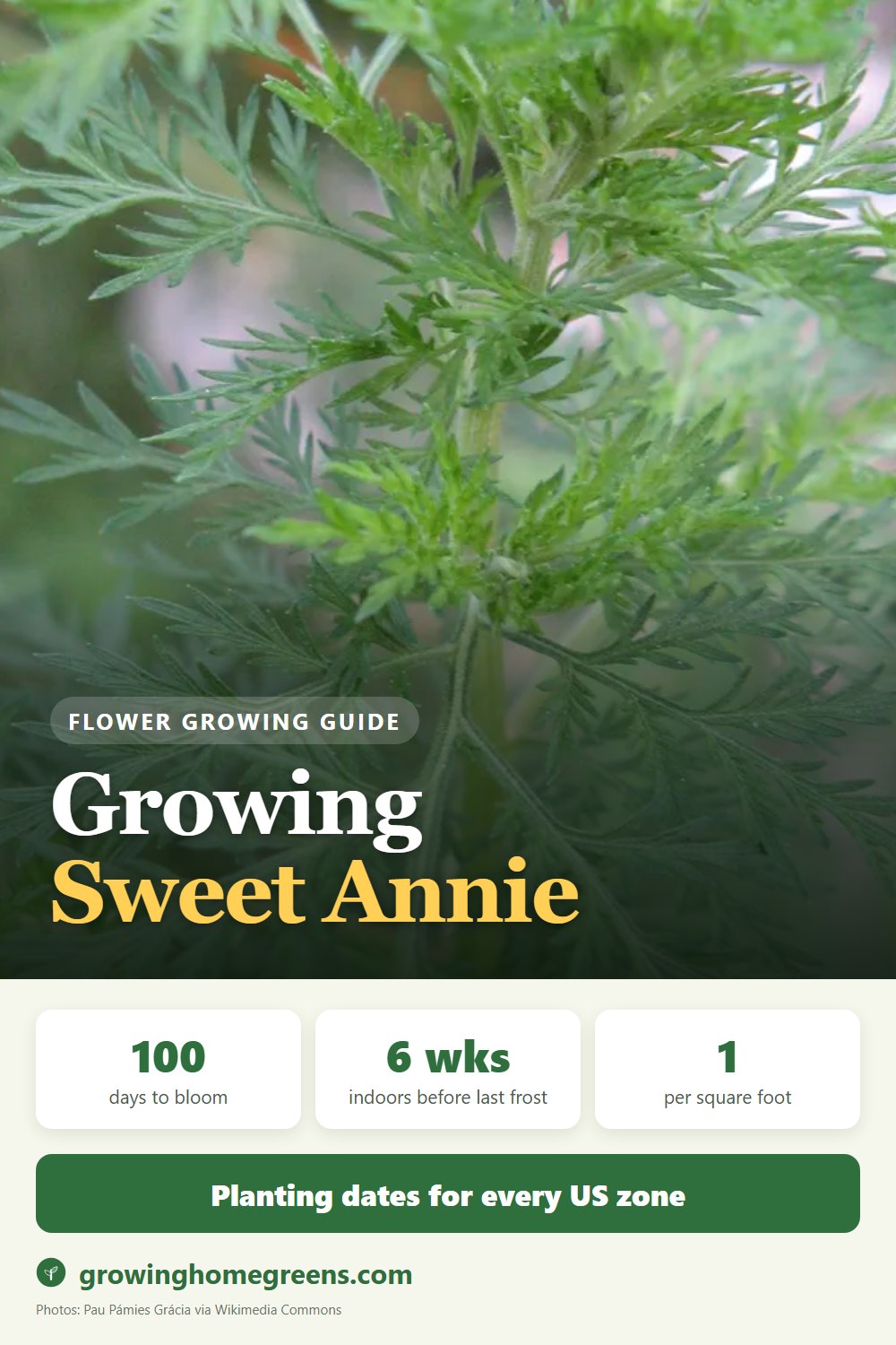 Sweet Annie (Artemisia): growing guide